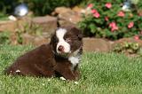 BORDER COLLIE 1242